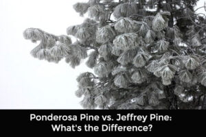Ponderosa Pine vs Jeffrey Pine