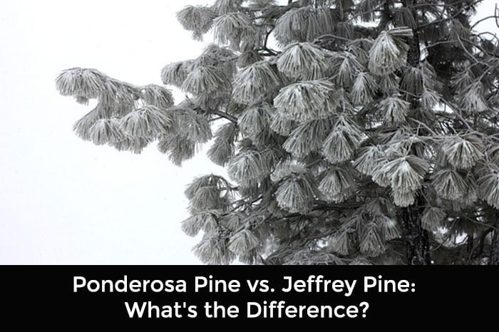 Ponderosa Pine vs. Jeffrey Pine: What’s the Difference?