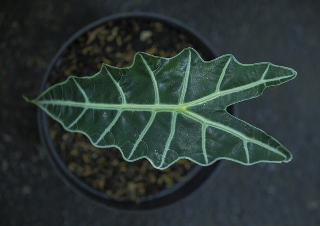Alocasia Polly Leaves