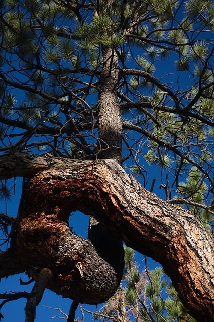 Jeffrey Pine