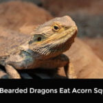 Can Bearded Dragons Eat Acorn Squash