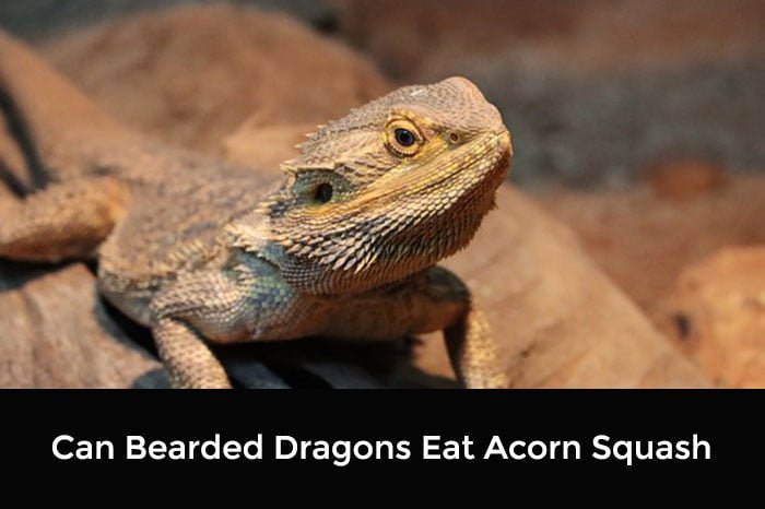 Can Bearded Dragons Eat Acorn Squash