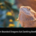 Can Bearded Dragons Eat Darkling Beetles
