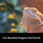 Can Bearded Dragons Eat Fennel