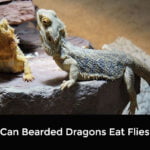 Can Bearded Dragons Eat Flies