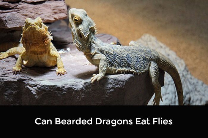 Can Bearded Dragons Eat Flies What You Need To Know