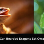 Can Bearded Dragons Eat Okra