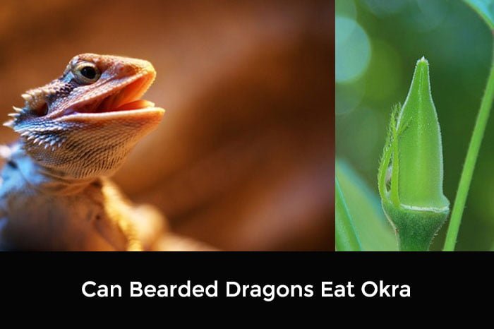 Can Bearded Dragons Eat Okra