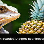 Can Bearded Dragons Eat Pineapple
