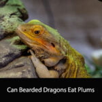 Can Bearded Dragons Eat Plums