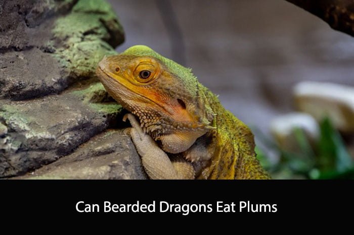Can Bearded Dragons Eat Plums? A Comprehensive Guide