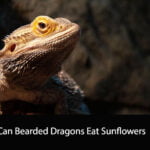 Can Bearded Dragons Eat Sunflowers