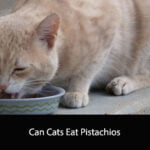 Can Cats Eat Pistachios