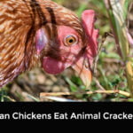 Can Chickens Eat Animal Crackers