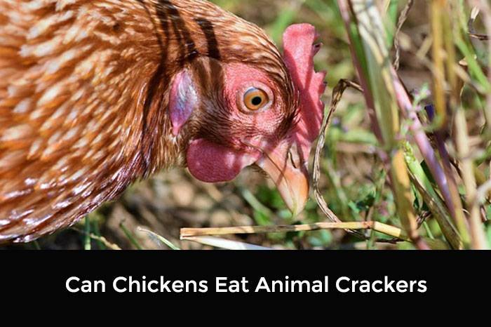 Can Chickens Eat Animal Crackers