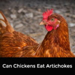 Can Chickens Eat Artichokes