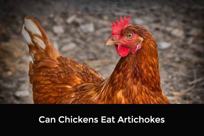 Can Chickens Eat Artichokes