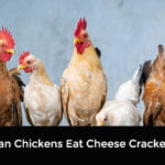 Can Chickens Eat Cheese Crackers