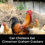 Can Chickens Eat Cinnamon Graham Crackers