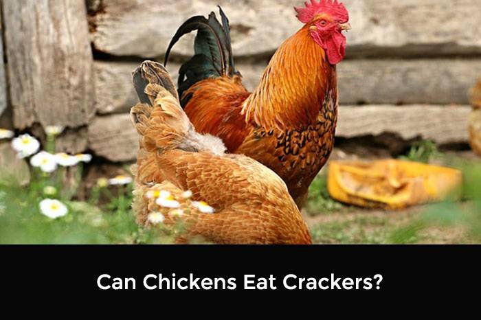 Can Chickens Eat Crackers?