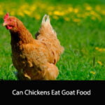 Can Chickens Eat Goat Food