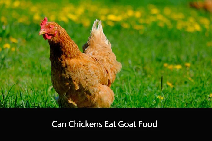 Can Chickens Eat Goat Food