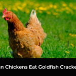 Can Chickens Eat Goldfish Crackers
