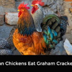 Can Chickens Eat Graham Crackers