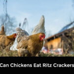 Can Chickens Eat Ritz Crackers