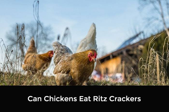 Can Chickens Eat Ritz Crackers