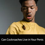 Can Cockroaches Live in Your Penis