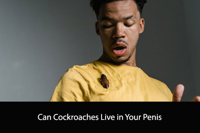 Can Cockroaches Live in Your Penis