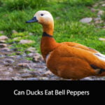 Can Ducks Eat Bell Peppers