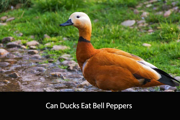 Can Ducks Eat Bell Peppers
