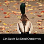 Can Ducks Eat Dried Cranberries