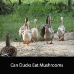 Can Ducks Eat Mushrooms