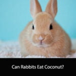 Can Rabbits Eat Coconut