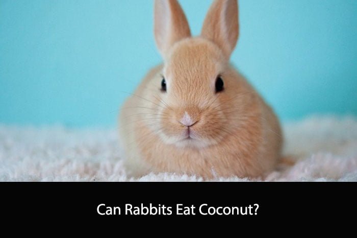 Can Rabbits Eat Coconut?