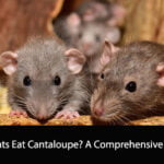 Can Rats Eat Cantaloupe