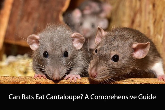 Can Rats Eat Cantaloupe? A Comprehensive Guide