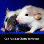 Can Rats Eat Cherry Tomatoes