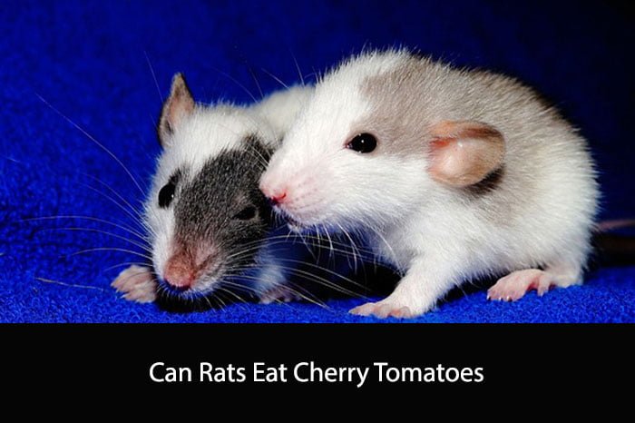 Can Rats Eat Cherry Tomatoes: A Comprehensive Guide