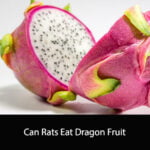 Can Rats Eat Dragon Fruit