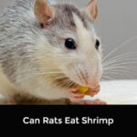 Can Rats Eat Shrimp