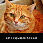 Can a Bug Zapper Kill a Cat