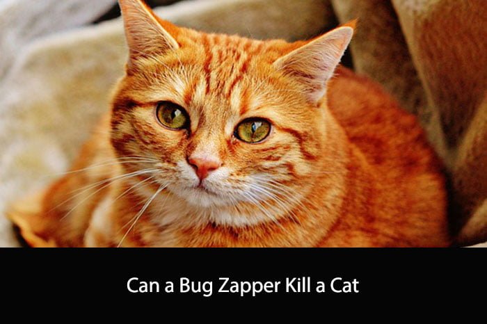 Can a Bug Zapper Kill a Cat