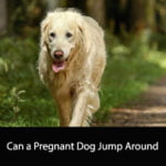 Can a Pregnant Dog Jump Around