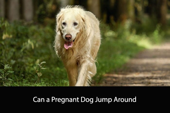 Can a Pregnant Dog Jump Around
