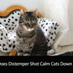 Does Distemper Shot Calm Cats Down