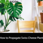 How to Propagate Swiss Cheese Plant